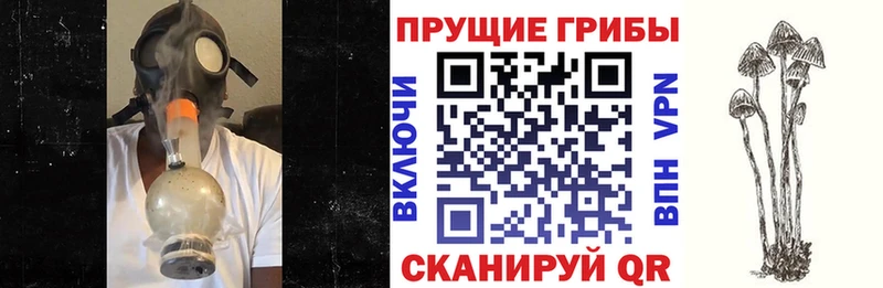 Купить где  Янаул  Галлюциногенные грибы Cubensis 